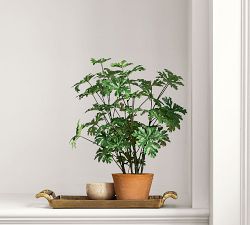 Faux Potted Citronella