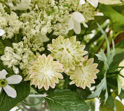 Faux Composed Wild Mixed Greens