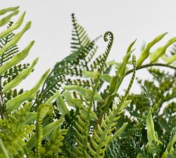 Faux Composed Mixed Fern