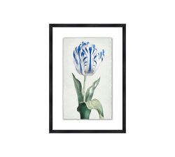 Blue Tulip Framed Print
