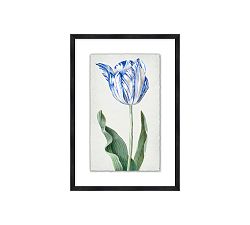 Blue Tulip Framed Print