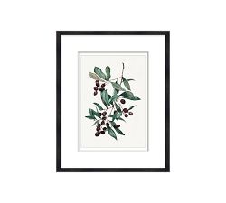 Olive Watercolor Framed Print