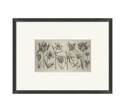 Floral Etching Framed Print