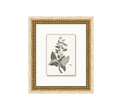 Vintage Botanical Framed Print