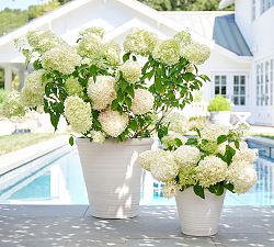 Hayes Terracotta Planters