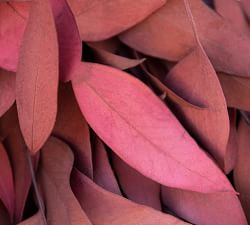 Dried Burgundy Willow Eucalyptus Wreath