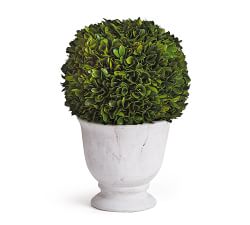 Live Preserved Boxwood Topiary Trees