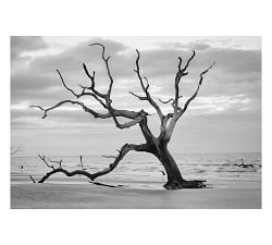 Bull's Island Print By Lannie Hall