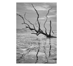 Bull's Island Vertical Print By Lannie Hall