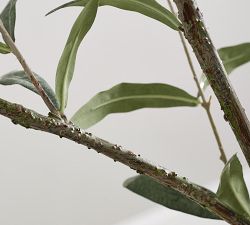 Open Box: Faux Olive Trees