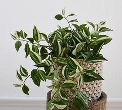 Faux Wandering Variegated Tradescantia Houseplant