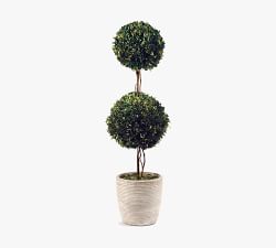 Preserved Boxwood Potted Double Sphere Topiary Trees