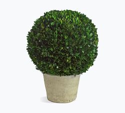 Preserved Boxwood Large Sphere In Ceramic Pot