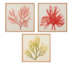 Framed Coral Prints