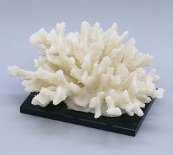 Cluster Coral On Black Glass Base