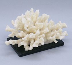 Cluster Coral On Black Glass Base