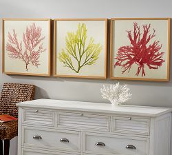 Framed Coral Prints