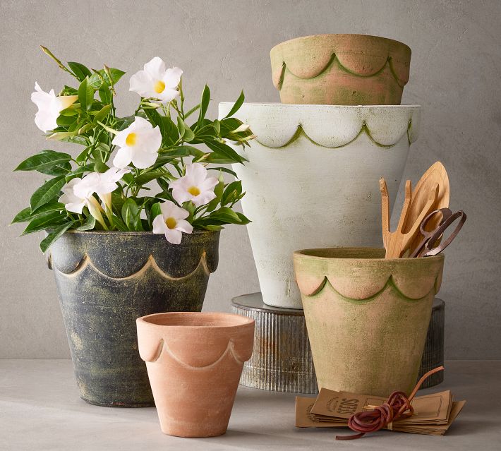 chinese money plant light requirements Shop 'Chinese Money Plant – Pilea peperomioides' Care & Info