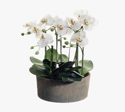 Faux Orchid In Clay Pot