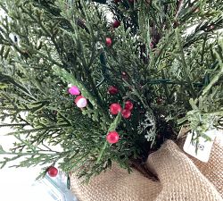 Open Box: Lit Cedar Berry Pine Tree (3')