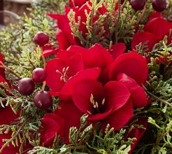 Faux Composed Red Amaryllis