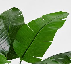 Glass Potted Banana Leaf Houseplant