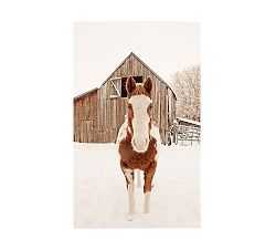 Barn Horse In Winter by Jennifer Meyers