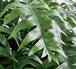 Faux Potted Trailing Sword Fern
