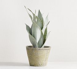 Faux Snake Plant