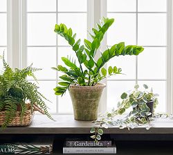 Faux ZZ Plant