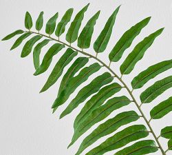 Faux Sword Fern