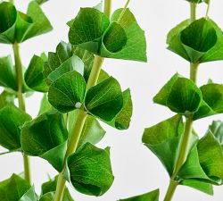 Bells Of Ireland Bundle