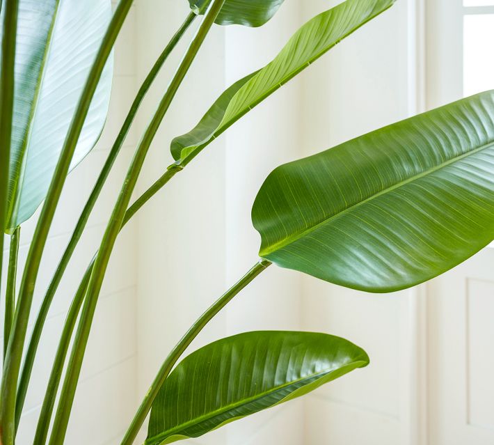 Faux Banana Palm Tree | Pottery Barn