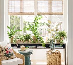 Faux ZZ Plant | Pottery Barn