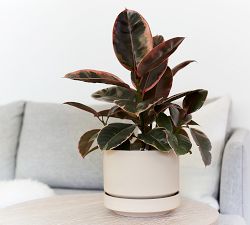 Modern Oatmeal Ceramic Planters