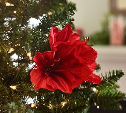 Amaryllis Pick, Bloom of 3