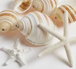 Decorative Mixed Shells