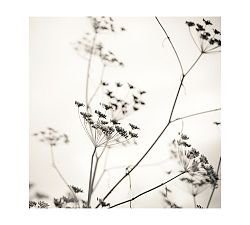 Nature's Drawing by Lupen Grainne