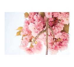 Pink Blossoms in Jardin des Plantes Framed Print by Rebecca Plotnick