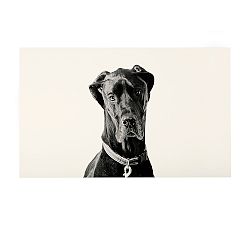 Great Dane by Jennifer Meyers