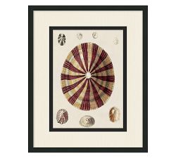 Coquina Collection