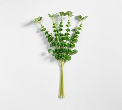 Bells Of Ireland Bundle