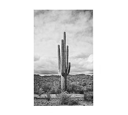Saguaro by Jennifer Meyers