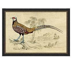 Crackled Pheasant Framed Print