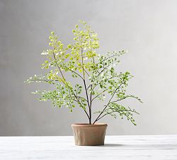 Faux Potted Mini Southern Maiden Hair Fern Houseplant