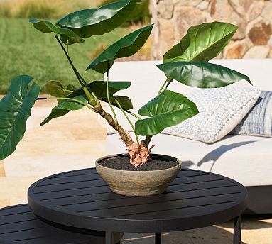 Faux Alocasia Bonsai Plant | Pottery Barn