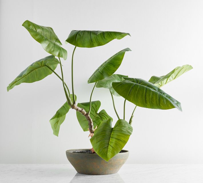 clematis bonsai Hecke am laufenden Meter® - Clematis armandii 'Snow Drift' main image 1