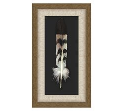 Red Shoulder Hawk Feather Shadow Box