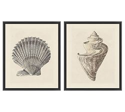 Sepia Shells