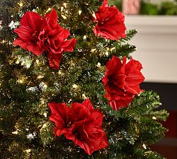 Amaryllis Pick, Bloom of 3